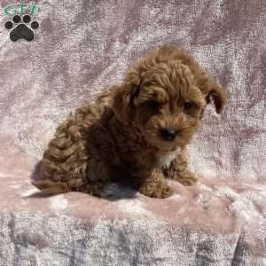 Braylie, Havapoo Puppy