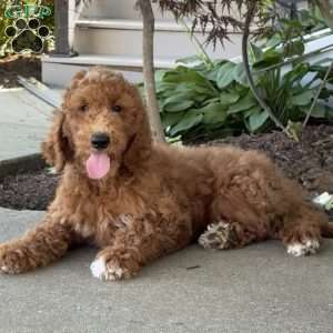 Lacey, Goldendoodle Puppy