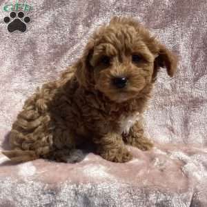 Braylie, Havapoo Puppy