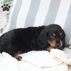 April, Dachshund Puppy