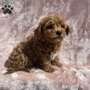 Braylie, Havapoo Puppy
