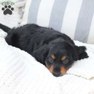 April, Dachshund Puppy