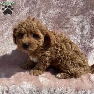 Braylie, Havapoo Puppy