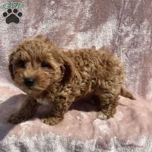 Braylie, Havapoo Puppy