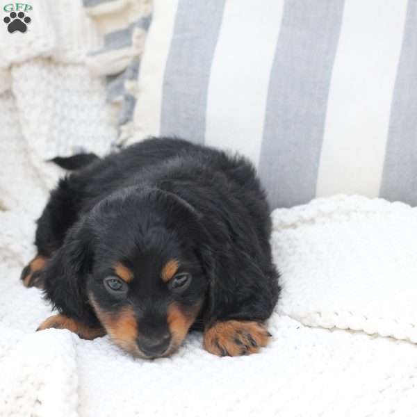 April, Dachshund Puppy