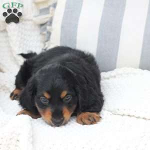 April, Dachshund Puppy