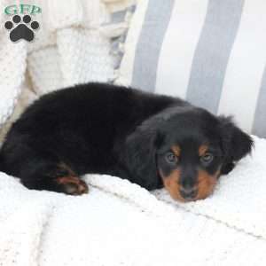 Bear, Dachshund Puppy
