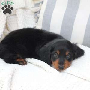 Bear, Dachshund Puppy