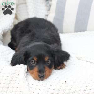 Bear, Dachshund Puppy