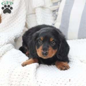 Bear, Dachshund Puppy