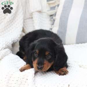Bear, Dachshund Puppy