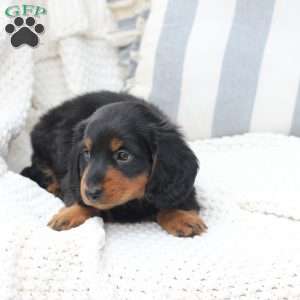 Bear, Dachshund Puppy