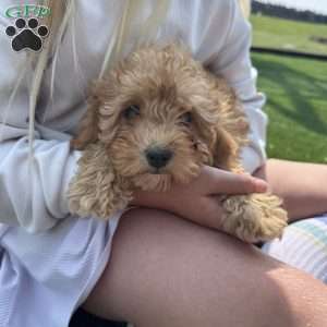 Becks, Cavapoo Puppy
