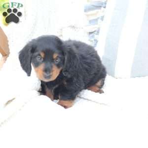 Bear, Dachshund Puppy