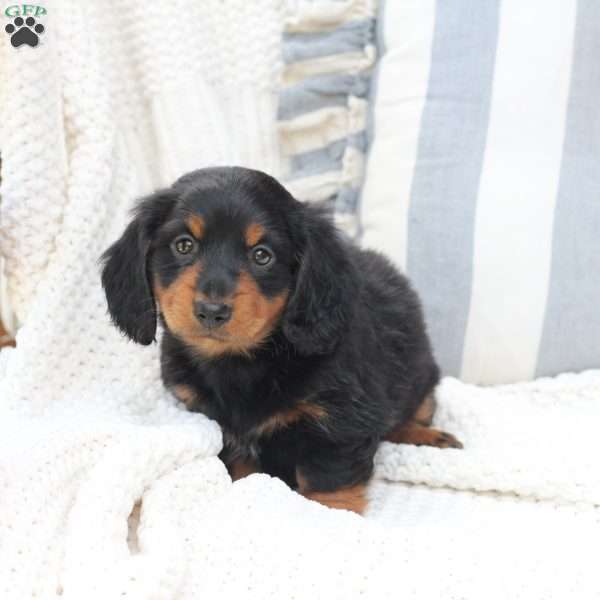 Bear, Dachshund Puppy
