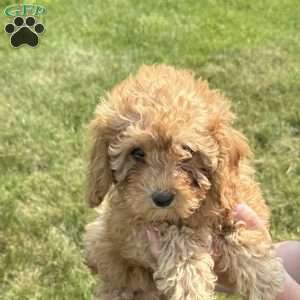 Becks, Cavapoo Puppy