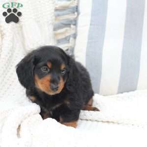 Bear, Dachshund Puppy