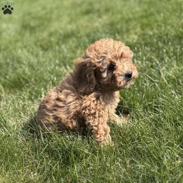 Becks, Cavapoo Puppy