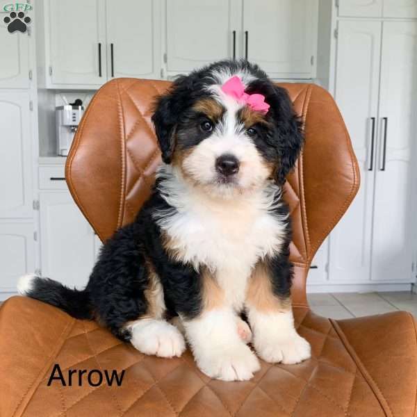 Arrow, Bernedoodle Puppy