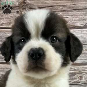 Ryker, Saint Bernard Puppy