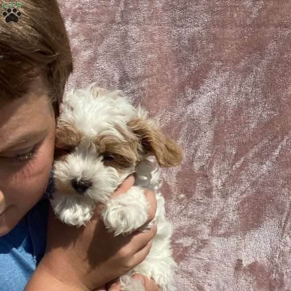 Ivory, Havapoo Puppy