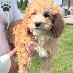Rose, Cavapoo Puppy