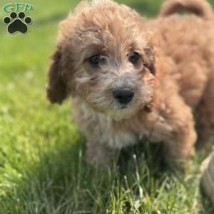 Rose, Cavapoo Puppy