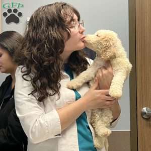 Ms. Pink, Goldendoodle Puppy
