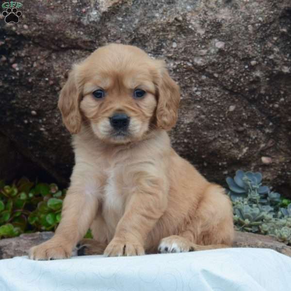 Copper, Miniature Golden Retriever Puppy