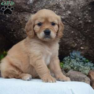 Copper, Miniature Golden Retriever Puppy