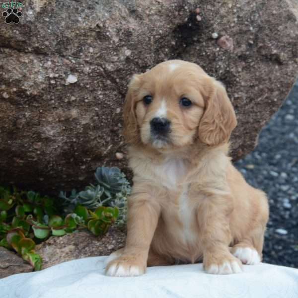 Daisy, Miniature Golden Retriever Puppy