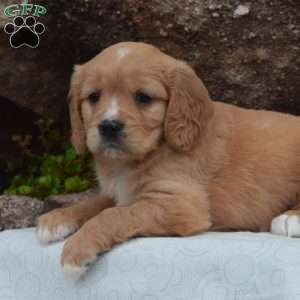 Daisy, Miniature Golden Retriever Puppy
