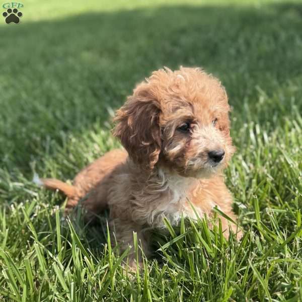 Rose, Cavapoo Puppy