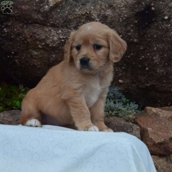 Missy, Miniature Golden Retriever Puppy
