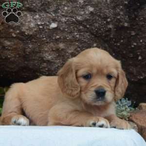 Riley, Miniature Golden Retriever Puppy