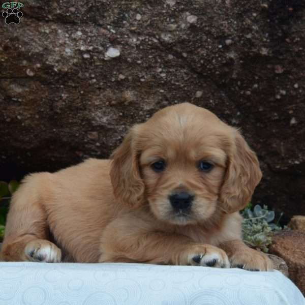 Riley, Miniature Golden Retriever Puppy