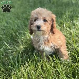Rose, Cavapoo Puppy