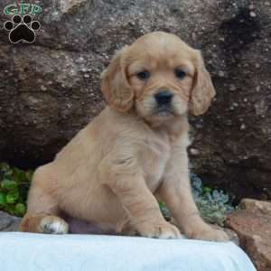 Riley, Miniature Golden Retriever Puppy