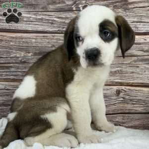 Tammy, Saint Bernard Puppy