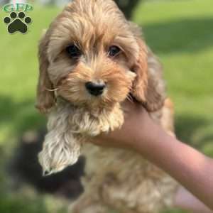 Maverick, Cavapoo Puppy