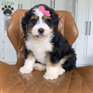 Arrow, Bernedoodle Puppy
