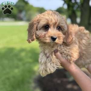 Maverick, Cavapoo Puppy