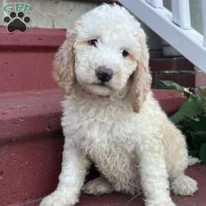 Ms. Pink, Goldendoodle Puppy