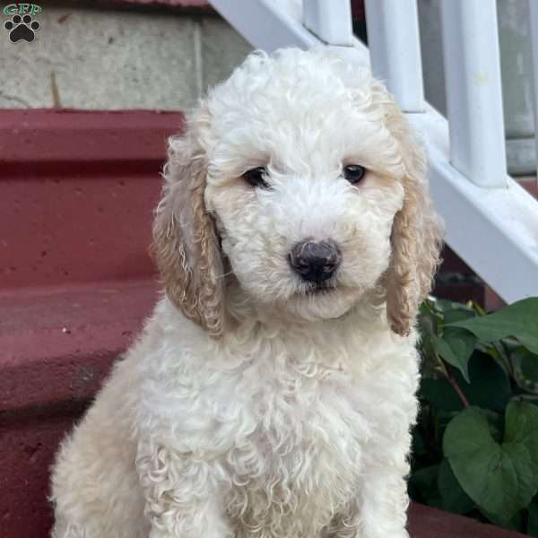 Ms. Pink, Goldendoodle Puppy