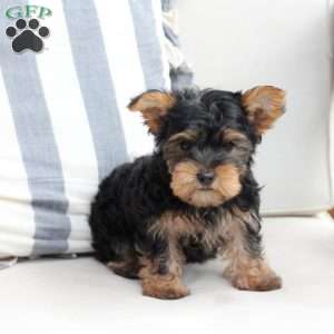 Jasper, Yorkie Puppy