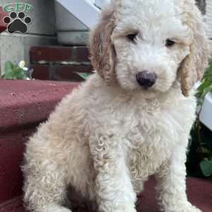 Ms. Pink, Goldendoodle Puppy