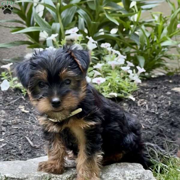 Pepper, Yorkie Puppy