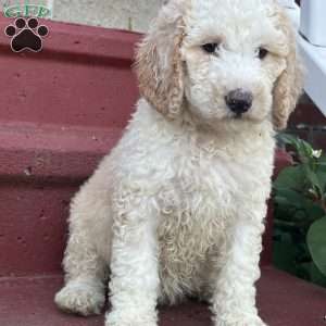 Ms. Pink, Goldendoodle Puppy