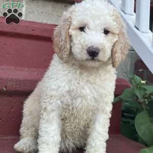 Ms. Pink, Goldendoodle Puppy
