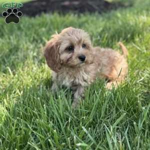 Maverick, Cavapoo Puppy